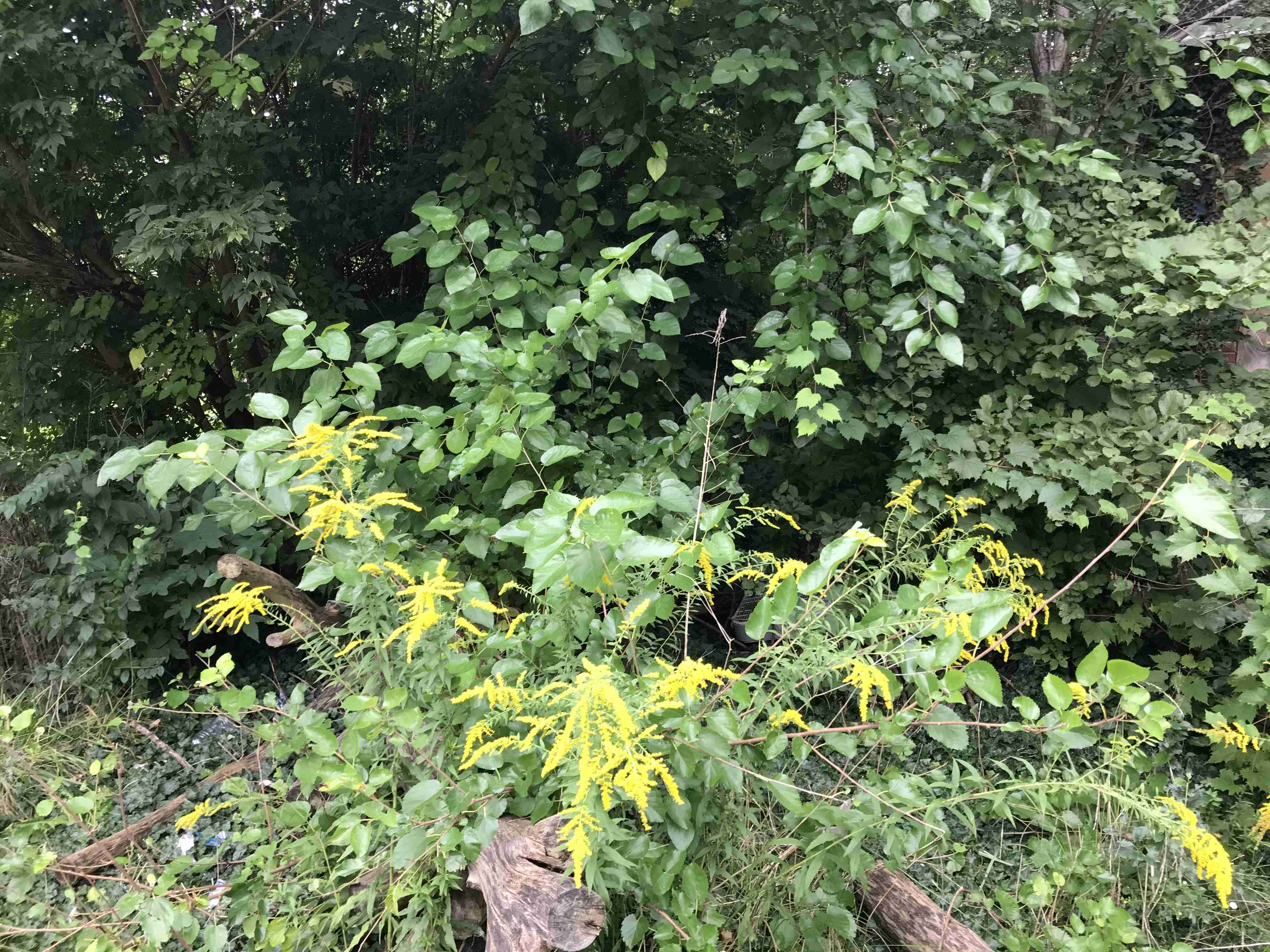 Photo Sep 10, 2 42 00 PM.jpg